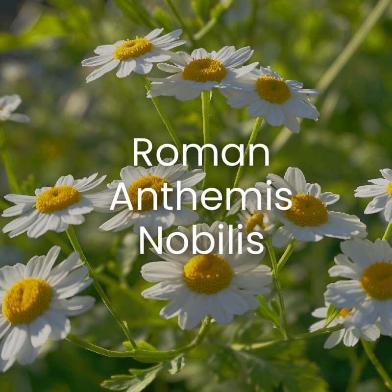 羅馬洋甘菊精油