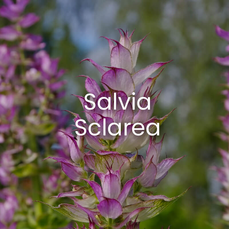 快樂鼠尾草精油